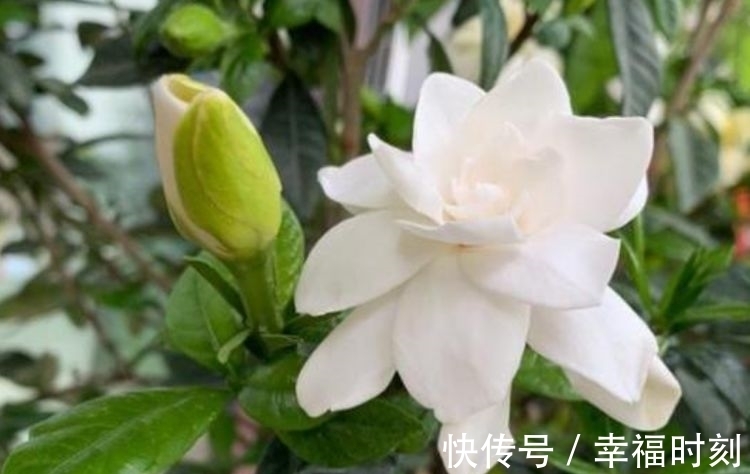 凤仙花|养花就养这几款,花朵小巧玲珑,层层交叠,烂漫迷人眼