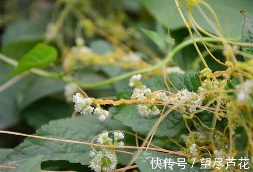 若在大豆上见到这野草,别手软,赶紧采摘回家,它种子价值很高