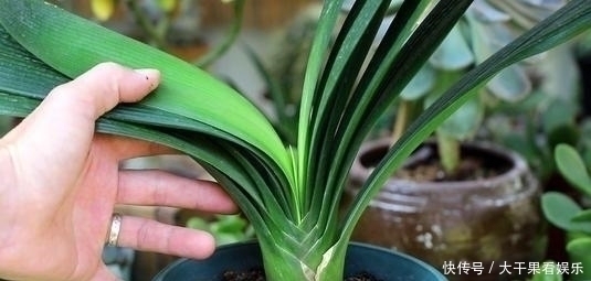 浇水|天热了,君子兰要“睡觉”,有几件事不能做,不然烂根又黄叶