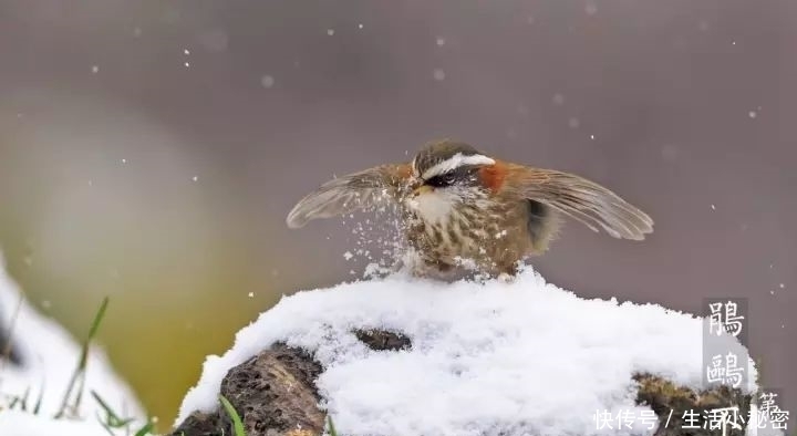 冰雪|今日大雪，享冰雪之乐也！