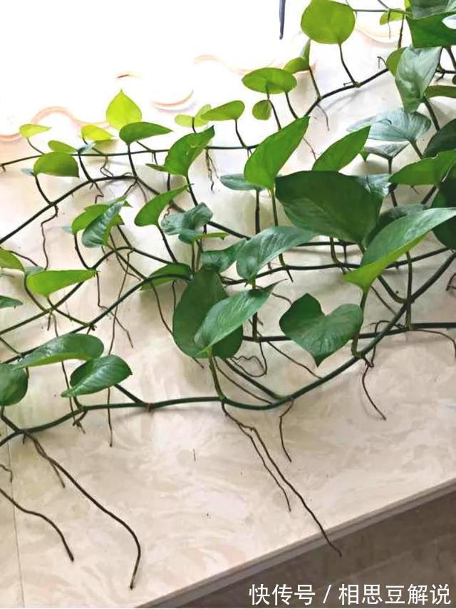 养花很简单，看懂4个“信号”，就知道怎么养好了