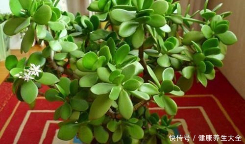 养玉树靠4步,秋日做对了,轻轻松松养出耐活老桩!