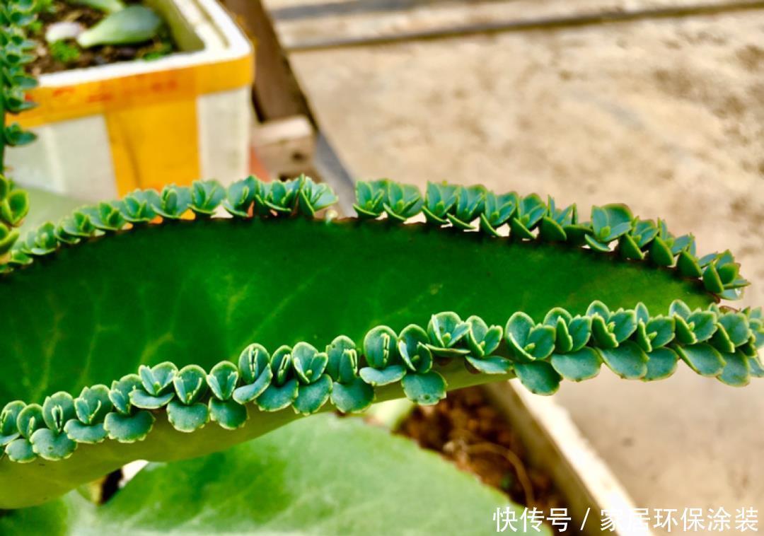 多肉开花会死?别担心,开完砍一刀,活得好好的