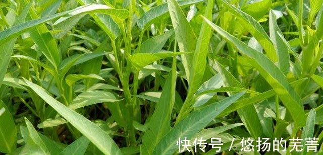 空心菜|它是天然“碱性蔬菜”，钙是西红柿12倍，7月正当季，遇到别错过！