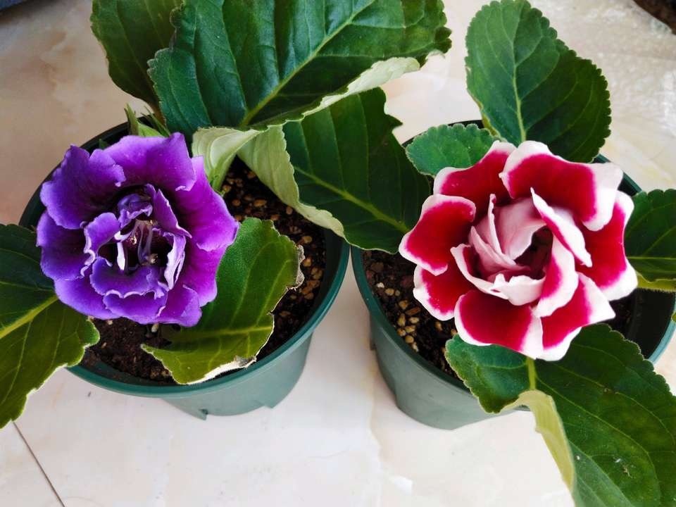 养2种花“吉祥”花，不要掏冤枉钱，1叶子插土里，冒出一圈土豆根