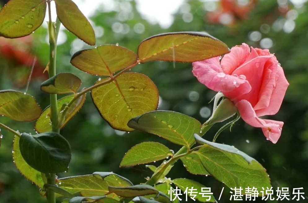 烂根|给花淋雨也要讲究方法，不然到盆里的都会变成“催命水”！