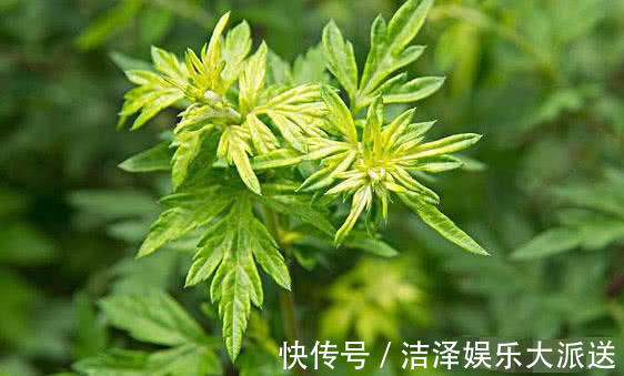 常吃|常吃以下3种食物，清热解毒、消肿散结，还能预防妇科病