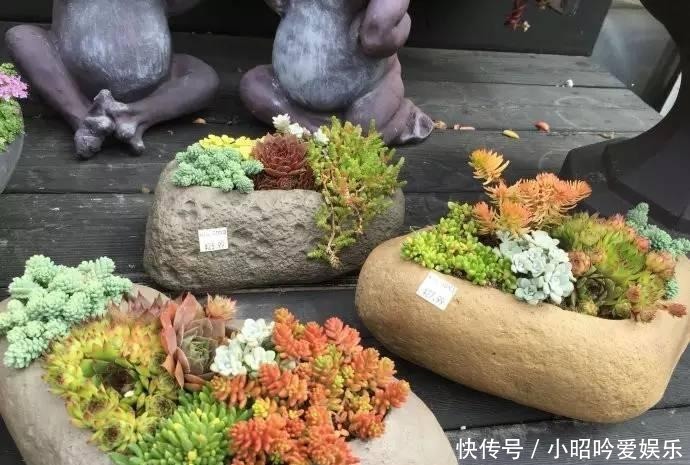 养才|刚买的多肉植物怎么养才不会死, 老花友给新手的8个建议