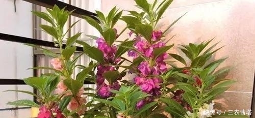 老中医|农村有几类野草,一个比一个出名,老中医最是喜爱!