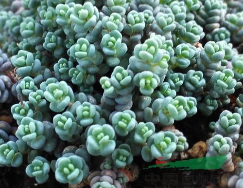 4种多肉，容易繁殖，一盆变多盆，下个“养肉大户”就是你