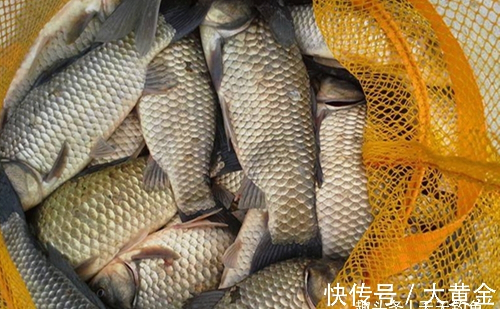 冬钓大板鲫，最爱这种钓法，别看气温低鱼情差，一次没空军过！