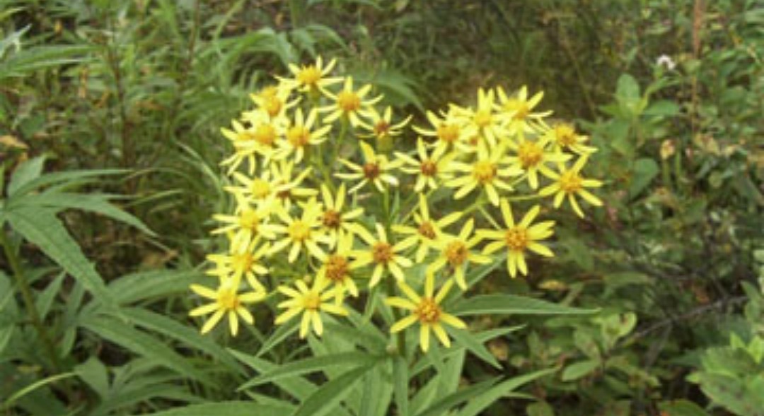 微粒体|乡下不起眼的“返魂草”，有如此多功效，为抗肿瘤的良药