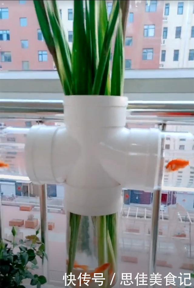 回家|去朋友家参观,被她家阳台圈粉了,塑料管养花养鱼回家我也弄一个