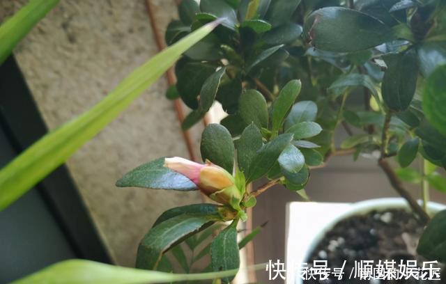 回家|花市的杜鹃开得正艳,买盆回家养,养的时候注意,小心掉叶子