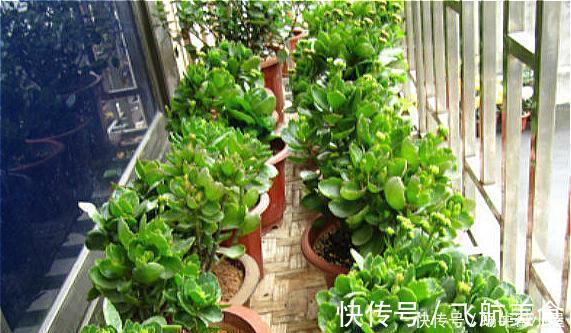 烂根|长寿花养不好?5个难题解决掉,养一盆爆一盆,不黑不烂,花更棒