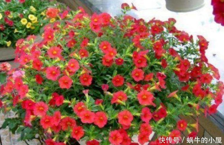 好养易活的几款花卉，一朵朵精灵似的小花，随风摇曳