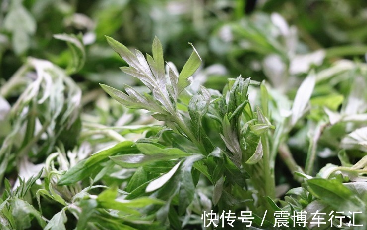 艾叶煮鸡蛋|春天,女性朋友要多吃艾叶煮鸡蛋,教你正确做法,汤都不浪费