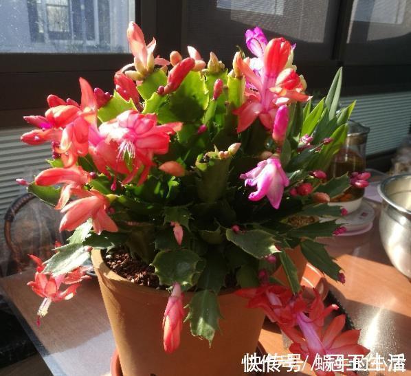 花苞|养花技巧:蟹爪兰一片叶子,蹿出10个花苞,给它喂啥好东西了