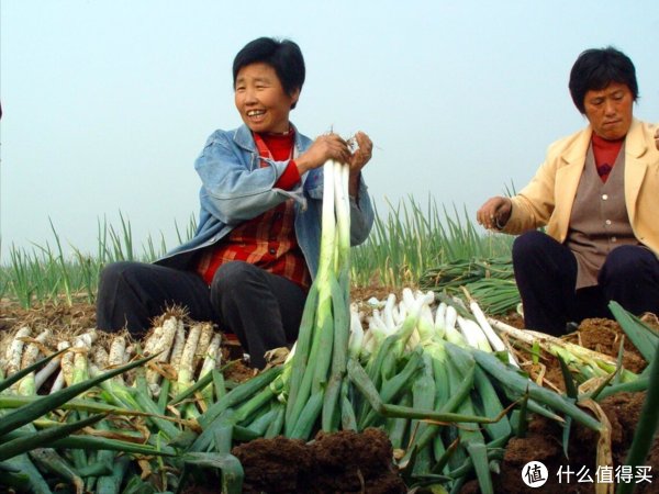 买大葱，如何辨别好坏？老葱农：观察5个细节，好葱坏葱一目了然