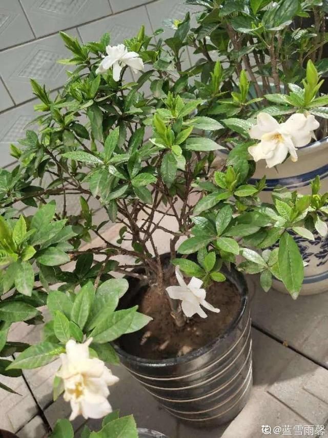 多肉|5种花盆养花，怪不得都死了，全是样子货