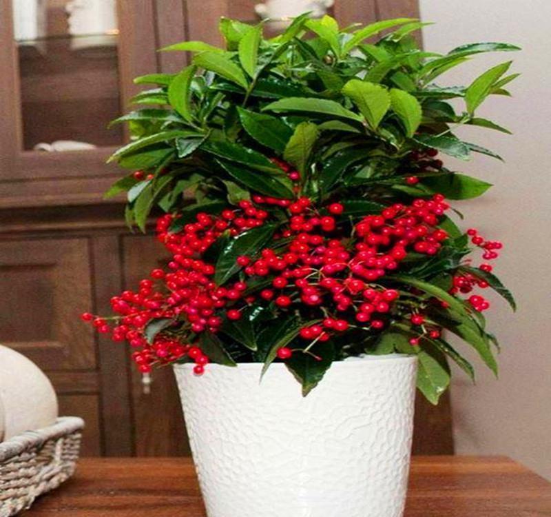 五种“旺宅花”，适合养客厅，一种比一种好养，一个比一个好看