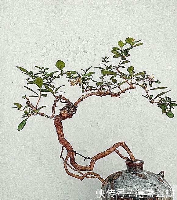 老公在家用废酒瓶养盆栽,做出来竟这么美,邻居都想高价购买!