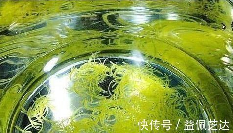 咳嗽|晚上遇冷咳嗽厉害,一碗止咳水,排痰超快,润肺止咳