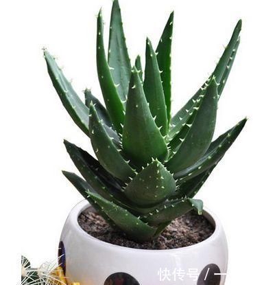 卫生间放一盆这个花,再也没有异味了,蚊虫也不见了