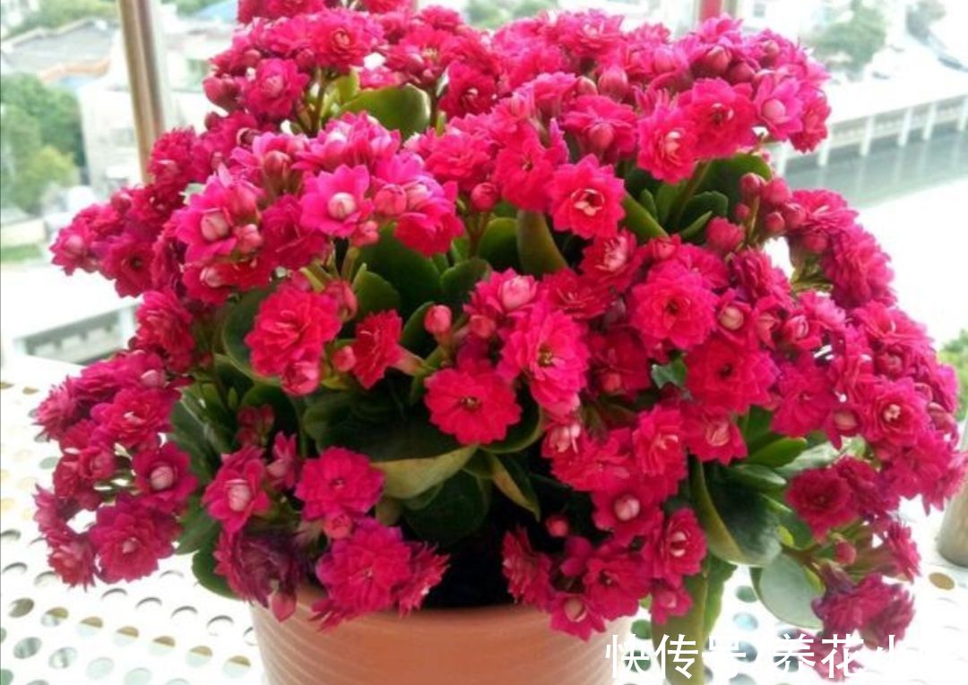 7种漂亮花，便宜又好养，把阳台变成“小花园”