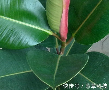 里美|居家就养这三种绿植，既上档次又招财，好看又耐活