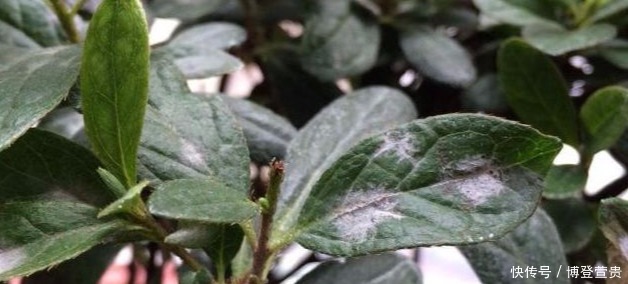 杜鹃花比较难养,出现小黑点,这样判断和处理,很快恢复