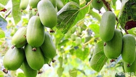 绿色|它是中国“最甜”的水果,比蜂蜜甜,院里栽1棵,既能观赏也能吃