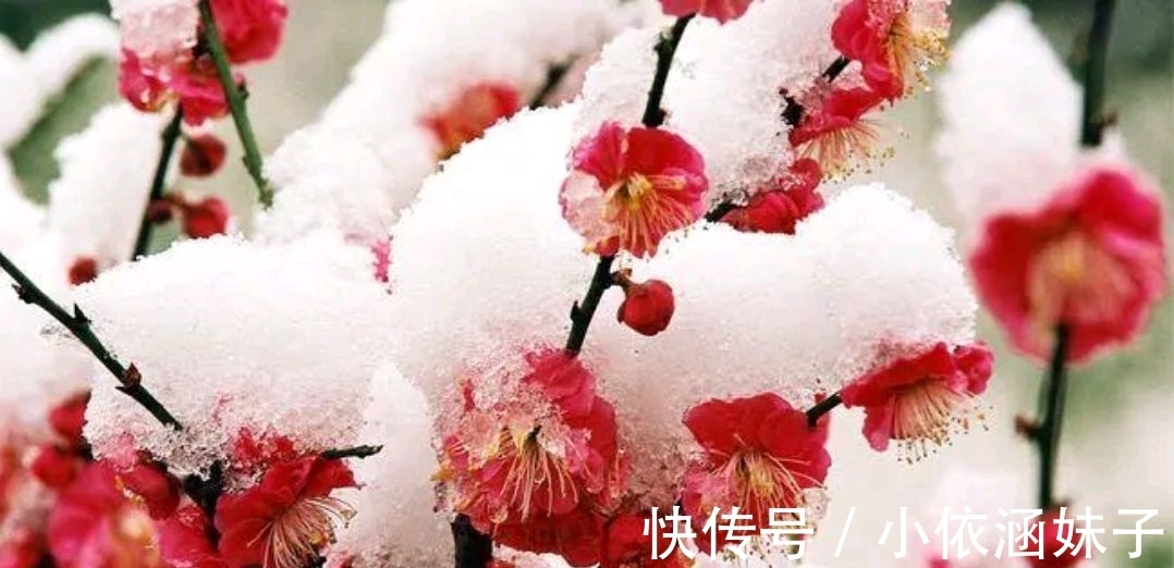 雪银！征联：梅骨几何？雪银十万芳心动，征对下联，并上期应征对联欣赏