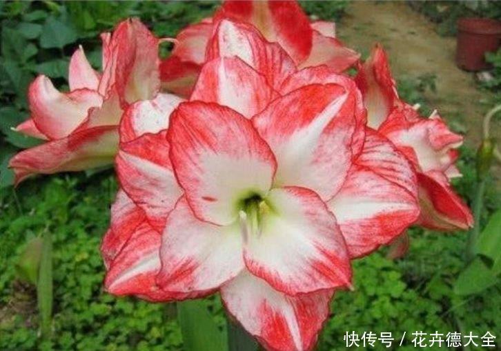 开花|4种花现在养刚刚好,夏天开花很漂亮,日子越过越红火