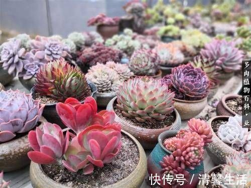 多肉植物|现在开始,养多肉植物给它浇一种水,一个月胖一圈