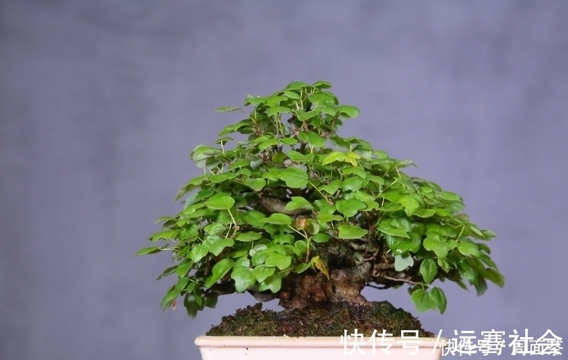 园艺|中国盆景欣赏，园艺大师经过几十年的精心打理，感受盆景独特的美