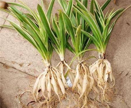 秋天养花,用到2种“生根剂”,花卉长出“胡须根”,一学就会