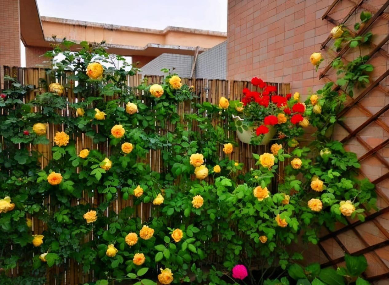 院子里养爬藤花越来越普遍,只有花开后,才明白有多美