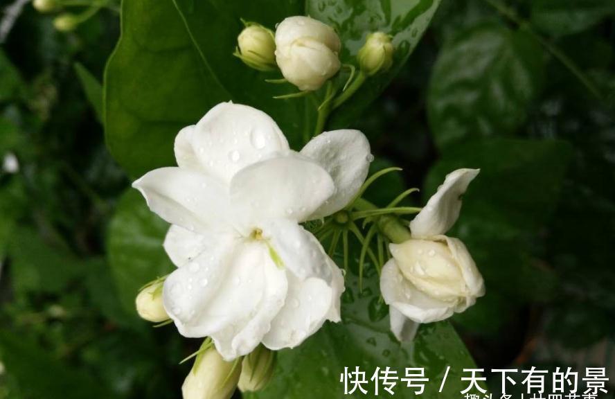秘诀|养茉莉，在大水大肥大太阳之前，还有3个先决条件，和1个补充