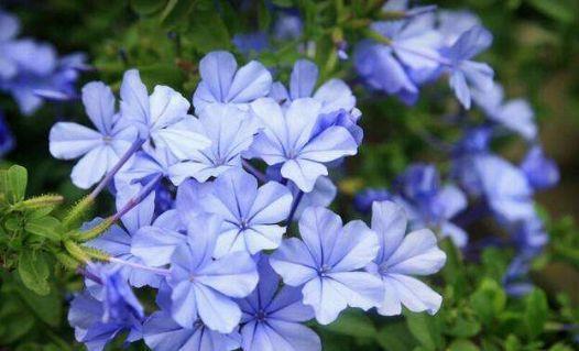 新手养花选此4种,插个枝就能活,花叶共赏,值得拥有