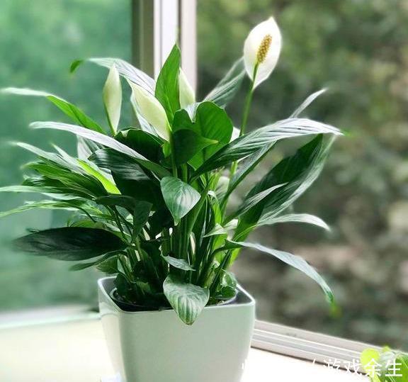 6种“吉利花”不要晒太阳,放在阴凉处,才能长得棒,富贵又旺家