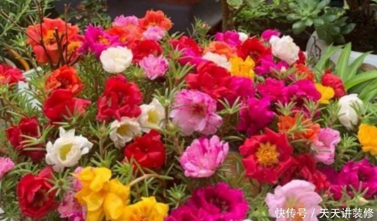 养花就养4种花，家里养一盆，花色繁殉，给人清新的感觉