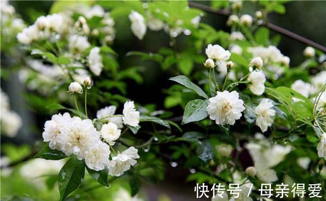 陈阿姨养七里香,加一点自制肥料,四季常青,花期开满一盆