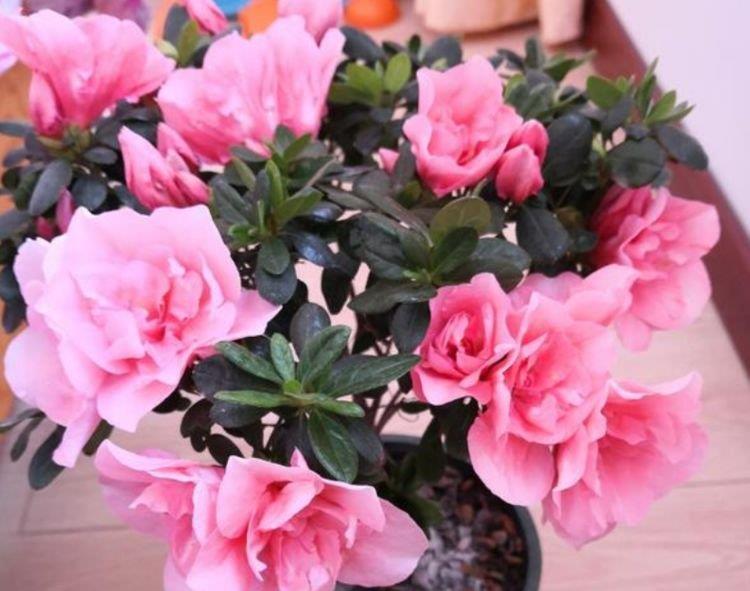 4种花是爆盆能手,开起花来“拦”不住,第一种已经被迷住了!