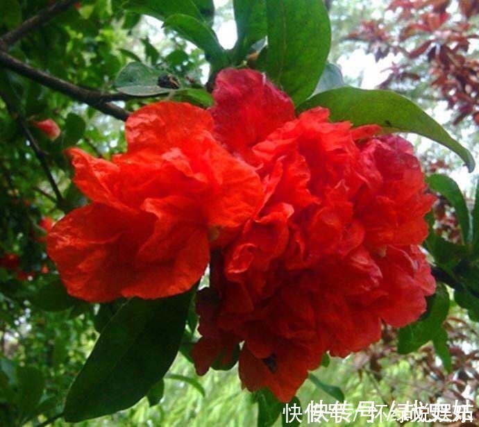 盆栽|此花养家里,年年都开花,红红火火好运来,比绿萝好看10倍