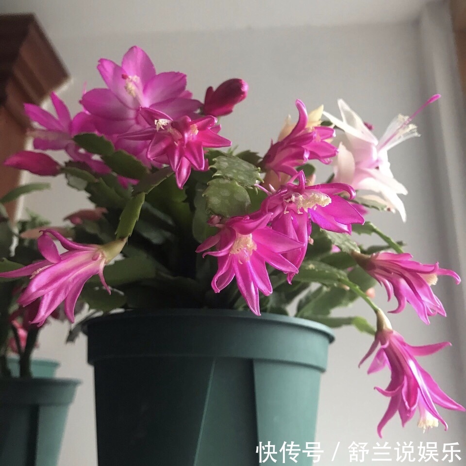 到了夏天,蟹爪兰叶子“耷拉、断裂”,没有放对位置,赶紧搬