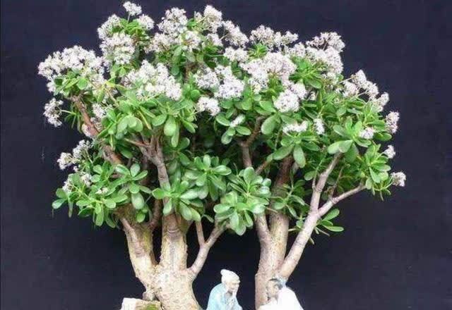 俗语:“客厅有树,十有九富”,不是迷信,为了好兆头也要养一盆