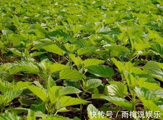 城里人|农村常见的叶子,男人吃了有劲,女人吃了美容,城里人还不知道!