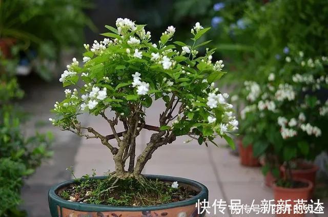 3种花养在小盆里,2年变老桩,茎干粗壮开花香,1次能开50朵