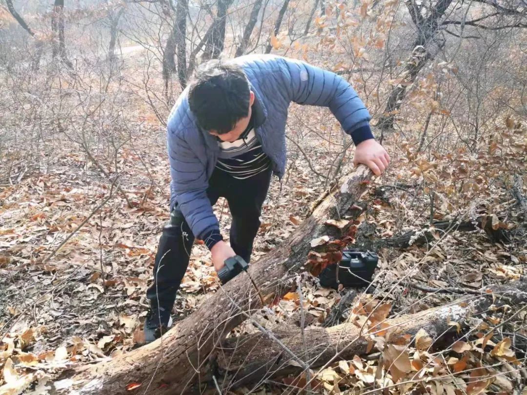 野生|邹城市首次发现野生药用红栓菌